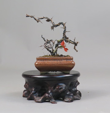 Bonsai de Chaenomeles