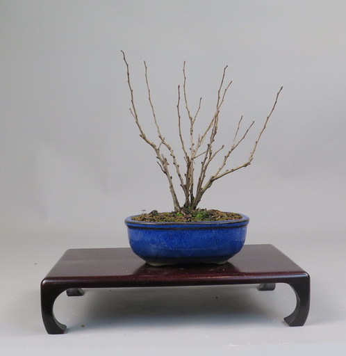 Bonsai de Chaenomeles