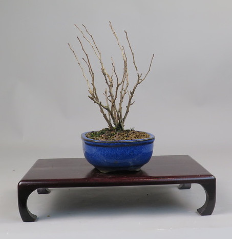 Bonsai de Chaenomeles