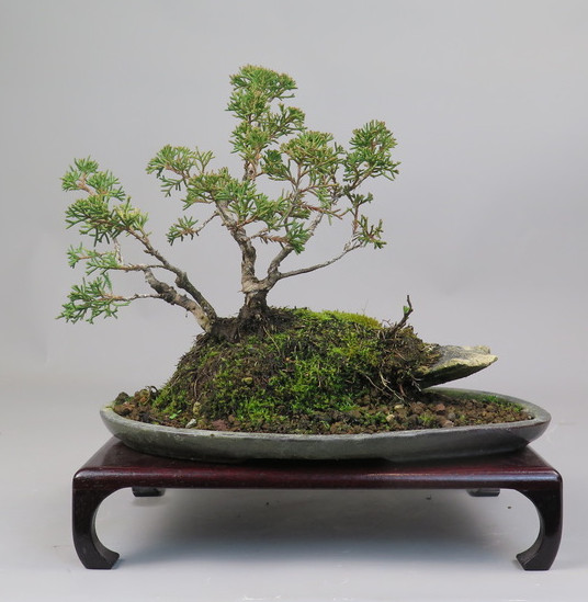 Bonsai de Juniperus chinensis