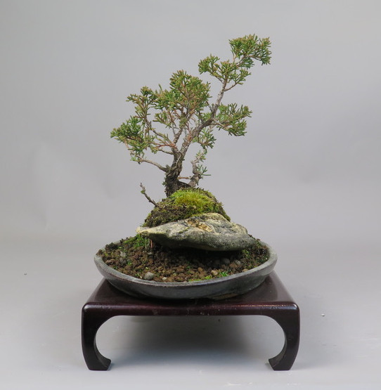 Bonsai de Juniperus chinensis