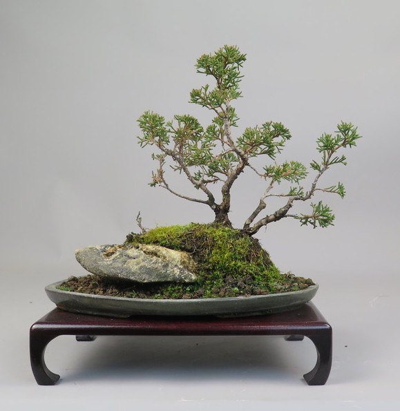 Bonsai de Juniperus chinensis