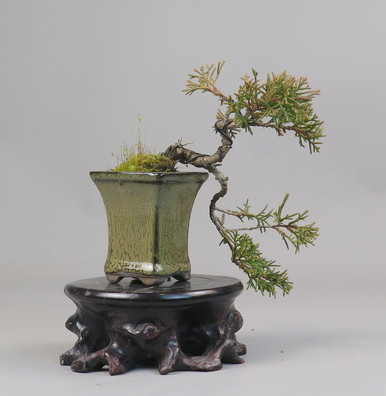 Bonsai de Juniperus chinensis