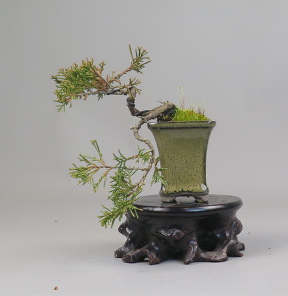 Bonsai de Juniperus chinensis