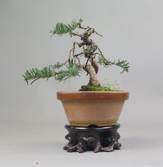 Bonsai de tejo
