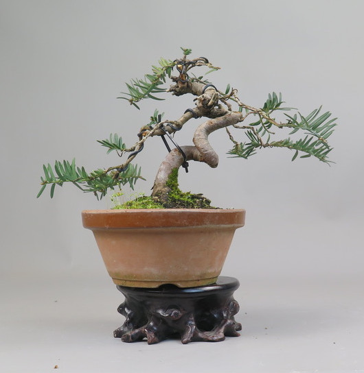 Bonsai de tejo
