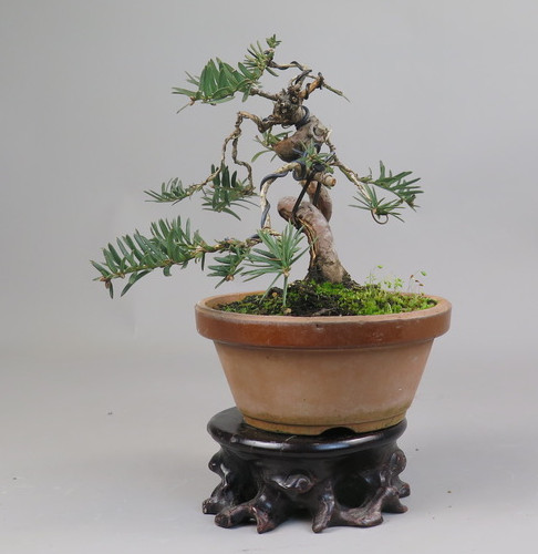 Bonsai de tejo