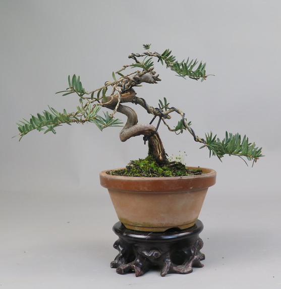 Bonsai de tejo