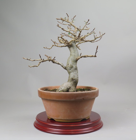 Bonsai de Eleagnus