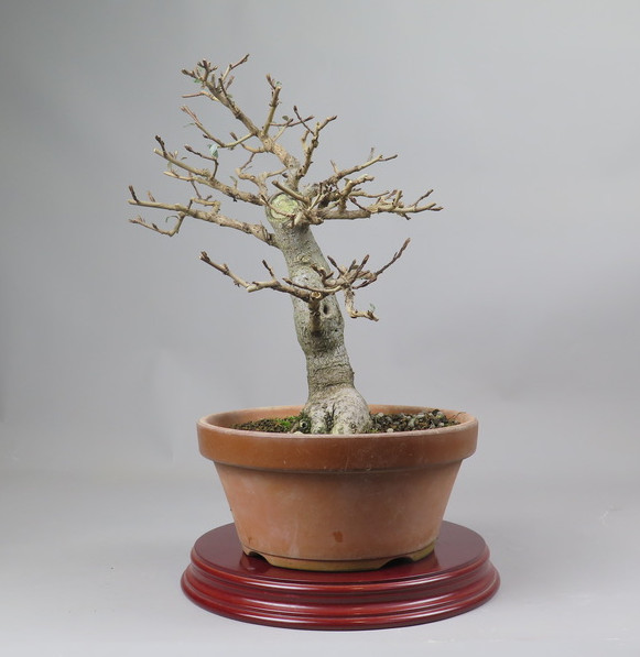 Bonsai de Eleagnus