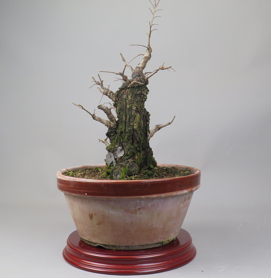 Bonsai de Celkova Nire
