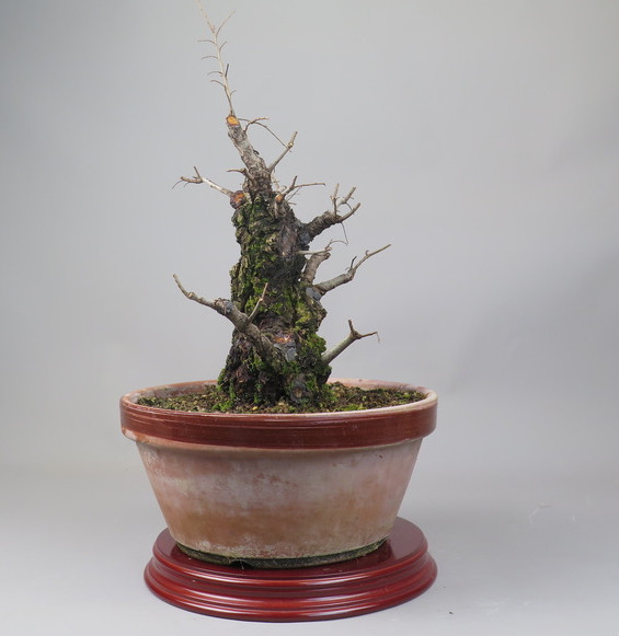 Bonsai de Celkova Nire