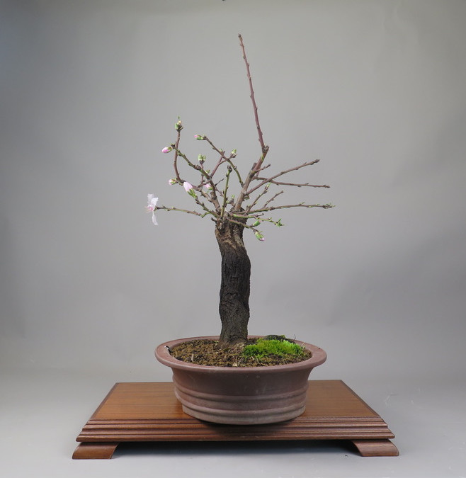 Bonsai de almendro