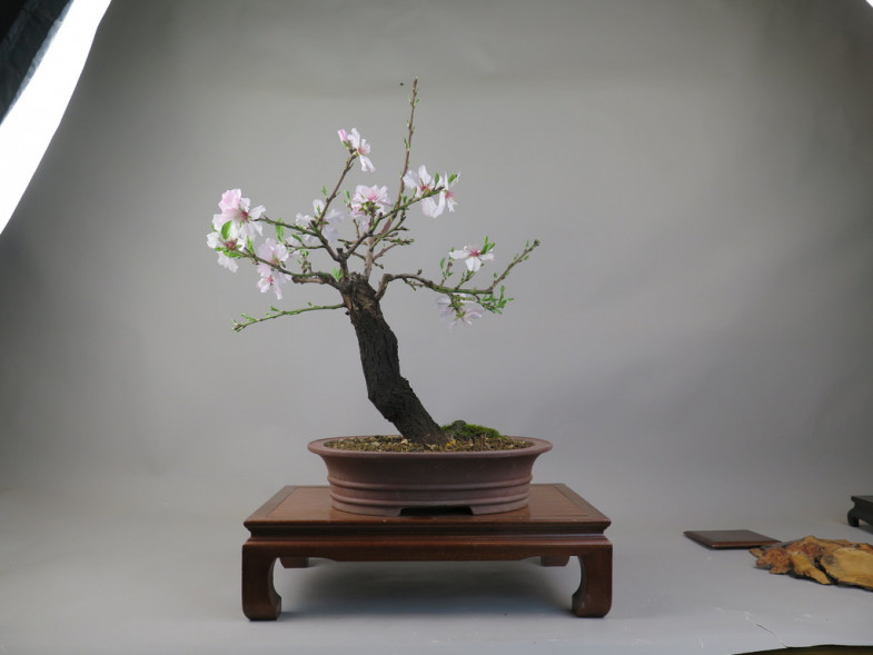 Bonsai de almendro