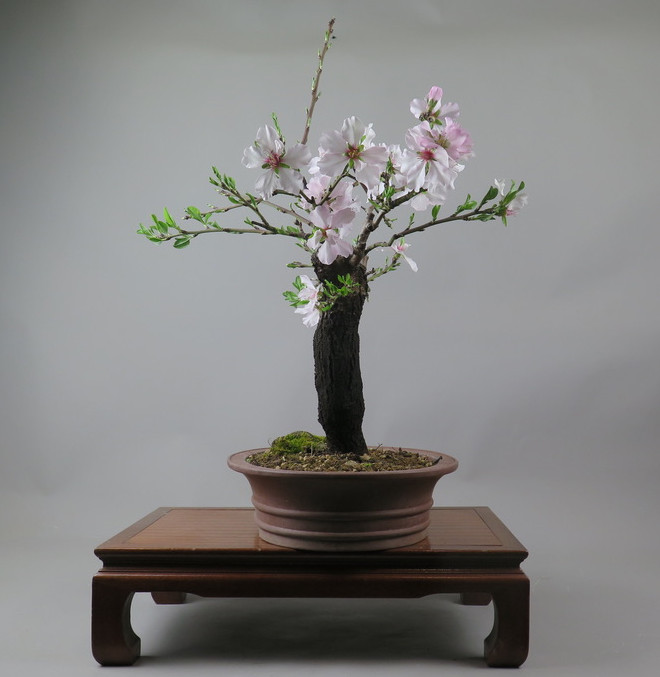 Bonsai de almendro