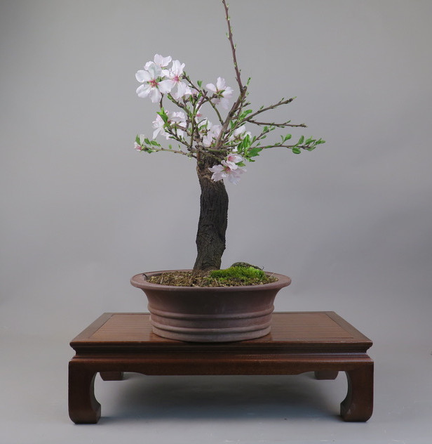 Bonsai de almendro