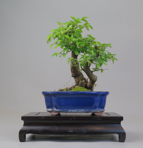 Bonsai de Celkova Nire