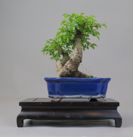 Bonsai de Celkova Nire