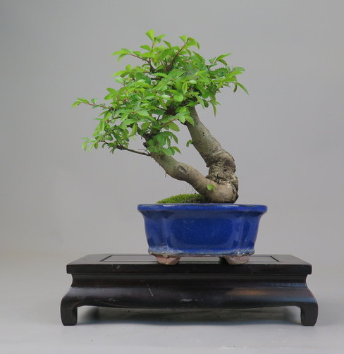 Bonsai de Celkova Nire