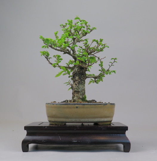 Bonsai de Celkova Nire