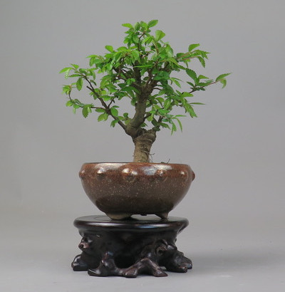 Bonsai de Celkova Nire