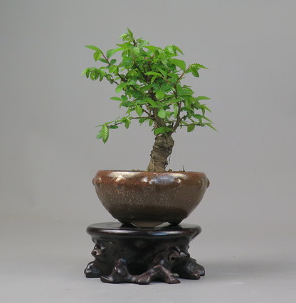 Bonsai de Celkova Nire