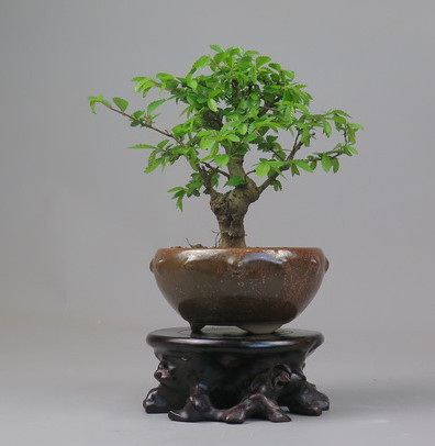 Bonsai de Celkova Nire