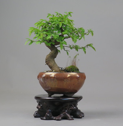 Bonsai de Celkova Nire