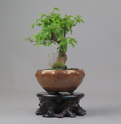 Bonsai de Celkova Nire