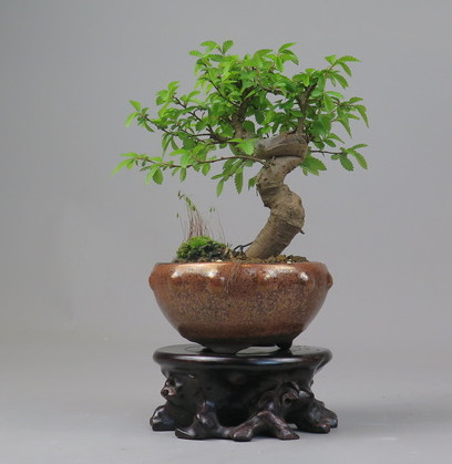 Bonsai de Celkova Nire