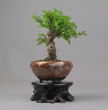 Bonsai de Celkova Nire
