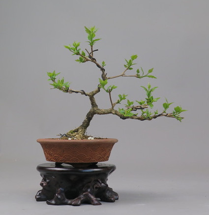Bonsai de Premna