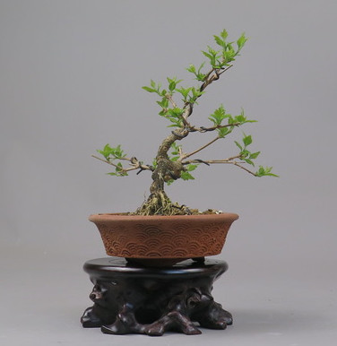 Bonsai de Premna