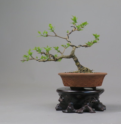 Bonsai de Premna