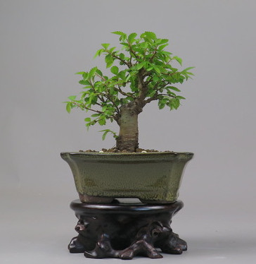 Bonsai de Celkova Nire