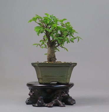 Bonsai de Celkova Nire
