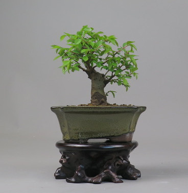 Bonsai de Celkova Nire
