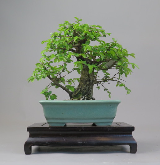 Bonsai de Celkova Nire