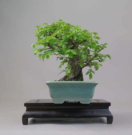 Bonsai de Celkova Nire
