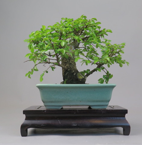 Bonsai de Celkova Nire
