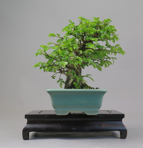 Bonsai de Celkova Nire