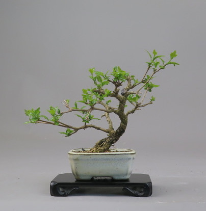 Bonsai de Premna