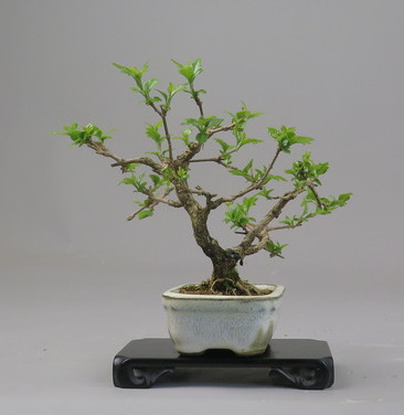 Bonsai de Premna