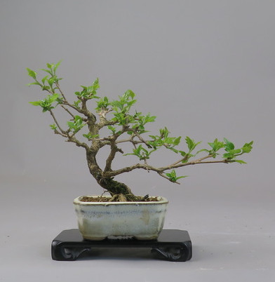 Bonsai de Premna