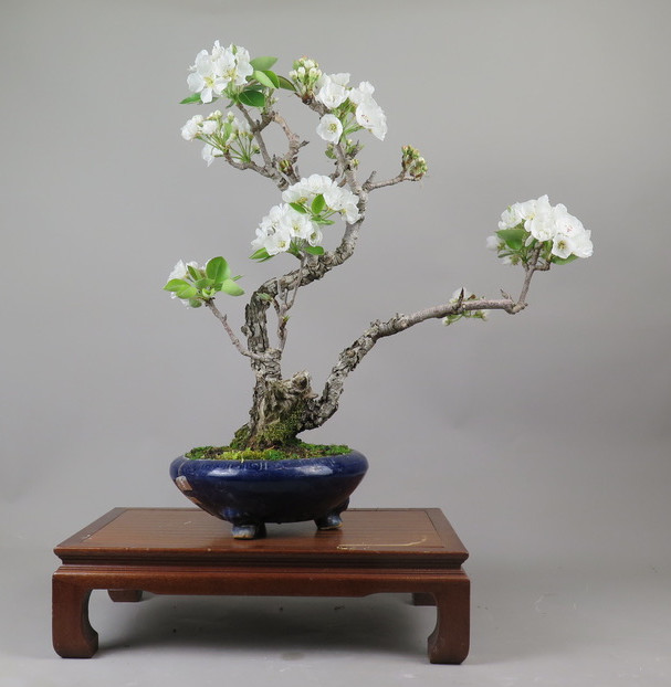 Bonsai de Peral