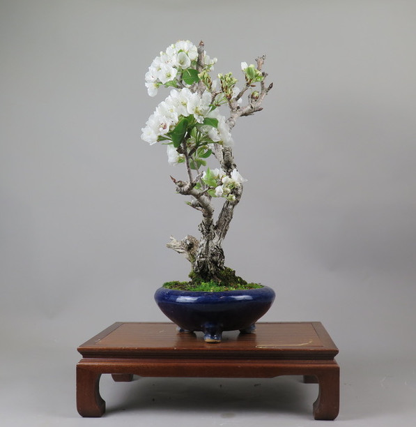 Bonsai de Peral