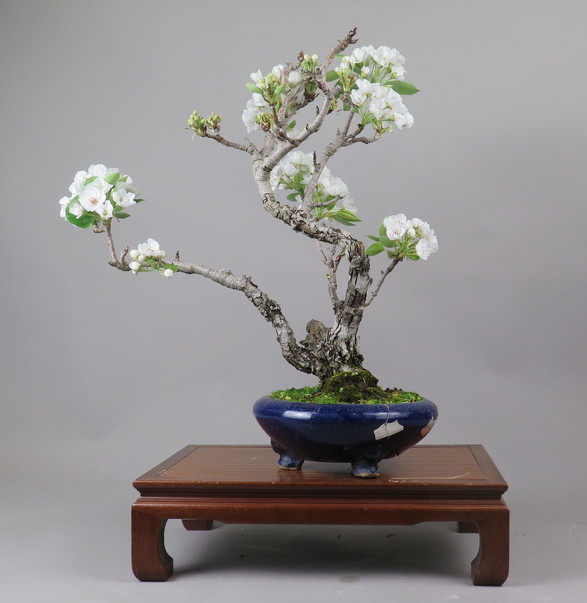 Bonsai de Peral