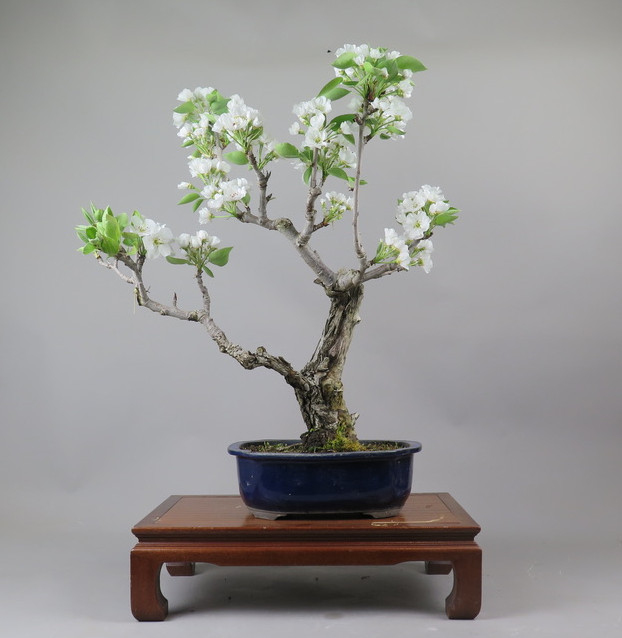 Bonsai de Peral