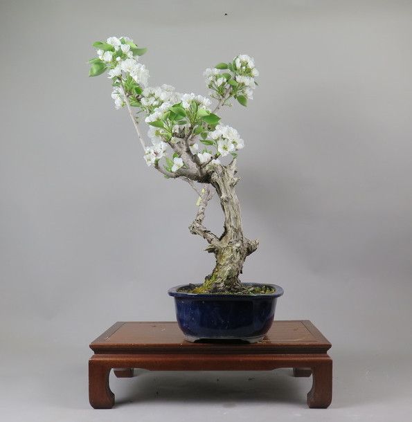 Bonsai de Peral