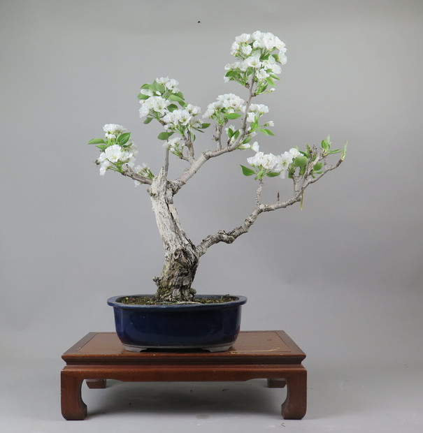 Bonsai de Peral